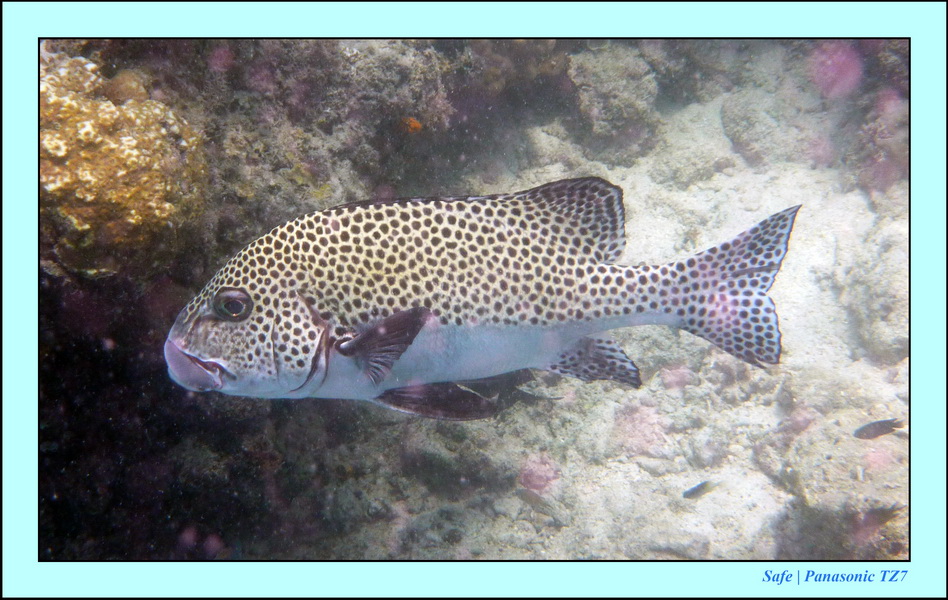 2009    07   Kapalai 22